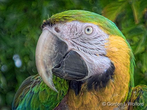 Macaw Closeup_DSCF06741.jpg - Photographed at Smiths Falls, Ontario, Canada.